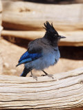 Steller's Jay, Bryce Canyon, Utah, USA Photographie par Daisy Gilardini