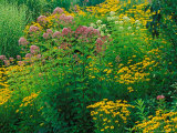 Black-eyed Susans and Sweet Joe-Pye Weed in the Holden Arboretum, Cleveland, Ohio, USA Photographie par Adam Jones