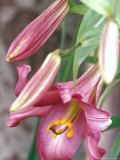 Trumpet Lily, Seattle, Washington, USA Lámina fotográfica por Terry Eggers