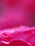 Pink Rose, Portland Rose Garden, Oregon, USA Fotografisk trykk av Brent Bergherm Pink Rose, Portland Rose Garden, Oregon, USA Fotografisk trykk av Brent Bergherm