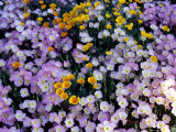 California Poppy and Mexican Primrose, Utah, USA Photographic Print by Howie Garber