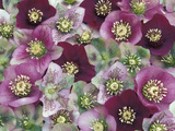 Heleborus Flower Design, Sammamish, Washington, USA Photographie par Darrell Gulin