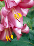 Trumpet Lily, Seattle, Washington, USA Lámina fotográfica por Terry Eggers