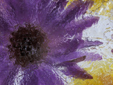 Aster Encased in Ice, Issaquah, Washington, USA, Photographie par Darrell Gulin