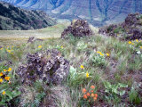 Arrowleaf Balsamroot and Indian Paintbrush, Imnaha River Canyon Rim, Oregon, USA Photographic Print by William Sutton