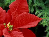 Red Poinsettia, Washington, USA  Lámina fotográfica
