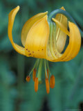 Tiger Lily, Olympic National Park, Washington, USA Lámina fotográfica por William Sutton