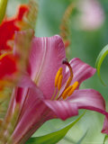 Trumpet Lily, Seattle, Washington, USA Lámina fotográfica por Terry Eggers