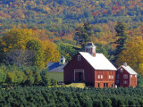 Christmas Tree Farm near Springfield in Autumn, Vermont, USA Photographic Print by Julie Eggers