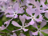 Wild Blue Phlox, Great Smoky Mountains National Park, Tennessee, USA Photographic Print by Adam Jones