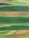 Whitman County, Washington, USA Photographie par Julie Eggers