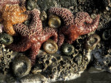 Starfish and Anemones of Olympic National Park, Washington, USA Lámina fotográfica por William Sutton