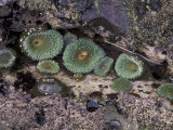 Green Sea Anemones on Rialto Beach, Olympic National Park, Washington, USA Photographic Print
