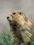 Olympic Marmot Resting, Olympic National Park, Washington, USA Photographic Print
