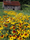 Hirta Daisy and Barn, Waits River, Vermont, USA Photographie par Darrell Gulin