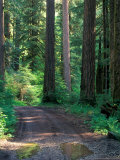 Dirt Road into Opal Creek Wilderness Area, Central Oregon Cascades, USA Photographic Print by Janis Miglavs