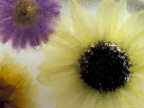 Sunflower and Aster Frozen in Ice, Issaquah, Washington, USA, Photographie par Darrell Gulin