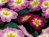 Purple Primrose, Washington, USA Photographie