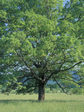 Bur Oak in Cades Cove, Great Smoky Mountains National Park, Tennessee, USA Photographic Print by Adam Jones