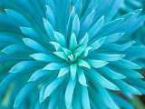 Euphorbia, Roche Harbor, Washington, USA Fotografie-Druck von Rob Tilley