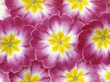 Primrose Pattern, Washington, USA Fotografie-Druck