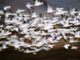 Snow Geese in Flight, Skagit Valley, Skagit Flats, Washington, USA Photographic Print by Charles Sleicher
