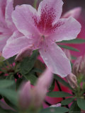 Azalea Blossom, Charleston, South Carolina, USA Photographie par Adam Jones