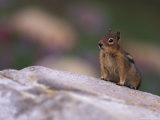 Golden Mantled Ground Squirrel, Mt. Rainier National Park, Washington, USA Lámina fotográfica Golden Mantled Ground Squirrel, Mt. Rainier National Park, Washington, USA Lámina fotográfica