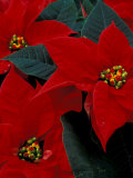Red Poinsettia, Washington, USA  Lámina fotográfica