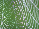 Dewdrops on Spiderweb, Great Smoky Mountains National Park, Tennessee, USA Lámina fotográfica por Rob Tilley