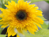 Sunflower, Seattle, Washington, USA Photographic Print by Terry Eggers