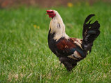 Rooster, Pioneer Homestead, Great Smoky Mountains, North Carolina, USA Fotografie-Druck von Adam Jones
