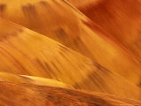 Painted Hills, John Day Fossil Bed National Monument, Oregon, USA Photographic Print by Adam Jones