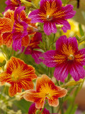 Salpiglossis-Painted Tongue, Seattle, Washington, USA Lámina fotográfica por Terry Eggers Salpiglossis-Painted Tongue, Seattle, Washington, USA Lámina fotográfica por Terry Eggers