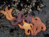 Seastars with Barnacle-Encrusted Mussels, Shi Shi Beach, Olympic National Park, Washington, USA Lámina fotográfica