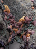 Sea Stars and Sea Anemones on Second Beach, Olympic National Park, Washington, USA Lámina fotográfica
