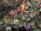 Sea Stars and Giant Green Anemones, Shi Shi Beach, Olympic National Park, Washington, USA Lámina fotográfica