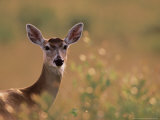 White-tailed Deer, Texas, USA Lámina fotográfica por Dee Ann Pederson White-tailed Deer, Texas, USA Lámina fotográfica por Dee Ann Pederson