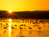 Sandhill Crane Sunrise, Bosque del Apache, New Mexico, USA Photographic Print by Rob Tilley