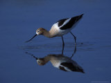 Male American Avocet in Saltwater Pool, Antelope Island State Park, Great Salt Lake, Utah, USA Photographie par Jerry & Marcy Monkman