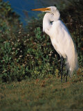 Great Egret, Texas, USA Lámina fotográfica por Dee Ann Pederson Great Egret, Texas, USA Lámina fotográfica por Dee Ann Pederson