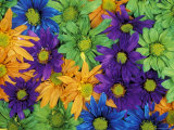 Colorful Daisies, Washington, USA Fotografie-Druck