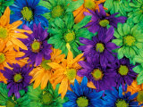 Colorful Daisy Collage, Washington, USA Photographic Print