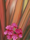 Verbena and New Zealand Flax, Sammamish, Washington, USA Photographic Print by Darrell Gulin
