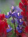 Arctic Lupine, Mt. Rainier National Park, Washington, USA Photographic Print by William Sutton