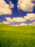 Green Barley Field and Clouds, Palouse, Washington, USA Fotografie-Druck von Terry Eggers
