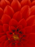 Red Dahlia Petals, Bellevue Botanical Garden, Washington, USA Photographic Print