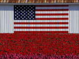 US Flag on Barn and Tulip Field, Skagit Valley, Washington, USA Photographie par William Sutton