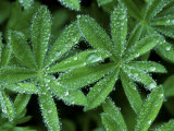 Lupine with Waterdrops, Mt. Rainier National Park, Washington, USA Lámina fotográfica por Rob Tilley