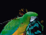 Green and Gold Macaw, Galveston Botanical Garden, Moody Gardens, Texas, USA Lámina fotográfica por Dee Ann Pederson Green and Gold Macaw, Galveston Botanical Garden, Moody Gardens, Texas, USA Lámina fotográfica por Dee Ann Pederson